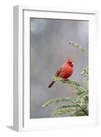 Northern cardinal male in fir tree in snow, Marion County, Illinois.-Richard & Susan Day-Framed Photographic Print