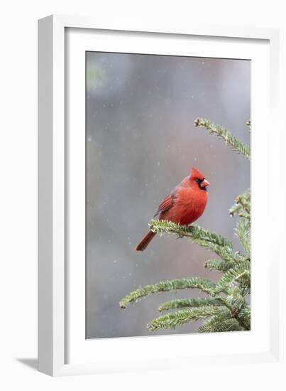 Northern cardinal male in fir tree in snow, Marion County, Illinois.-Richard & Susan Day-Framed Photographic Print