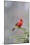 Northern cardinal male in fir tree in snow, Marion County, Illinois.-Richard & Susan Day-Mounted Photographic Print