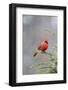 Northern cardinal male in fir tree in snow, Marion County, Illinois.-Richard & Susan Day-Framed Photographic Print