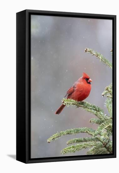 Northern cardinal male in fir tree in snow, Marion County, Illinois.-Richard & Susan Day-Framed Stretched Canvas