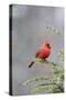 Northern cardinal male in fir tree in snow, Marion County, Illinois.-Richard & Susan Day-Stretched Canvas