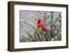 Northern cardinal male in fir tree in snow, Marion County, Illinois.-Richard & Susan Day-Framed Photographic Print