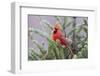 Northern cardinal male in fir tree in snow, Marion County, Illinois.-Richard & Susan Day-Framed Photographic Print