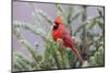 Northern cardinal male in fir tree in snow, Marion County, Illinois.-Richard & Susan Day-Mounted Photographic Print