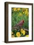 Northern Cardinal Male in Flower Garden Near Lance-Leaved Coreopsis, Marion County, Illinois-Richard and Susan Day-Framed Photographic Print