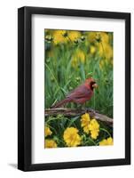 Northern Cardinal Male in Flower Garden Near Lance-Leaved Coreopsis, Marion County, Illinois-Richard and Susan Day-Framed Photographic Print