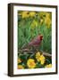 Northern Cardinal Male in Flower Garden Near Lance-Leaved Coreopsis, Marion County, Illinois-Richard and Susan Day-Framed Photographic Print