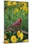 Northern Cardinal Male in Flower Garden Near Lance-Leaved Coreopsis, Marion County, Illinois-Richard and Susan Day-Mounted Photographic Print
