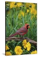 Northern Cardinal Male in Flower Garden Near Lance-Leaved Coreopsis, Marion County, Illinois-Richard and Susan Day-Stretched Canvas