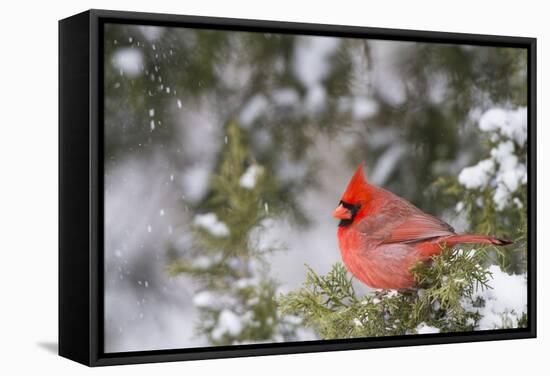 Northern Cardinal Male in Juniper Tree in Winter Marion, Illinois, Usa-Richard ans Susan Day-Framed Stretched Canvas