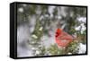 Northern Cardinal Male in Juniper Tree in Winter Marion, Illinois, Usa-Richard ans Susan Day-Framed Stretched Canvas