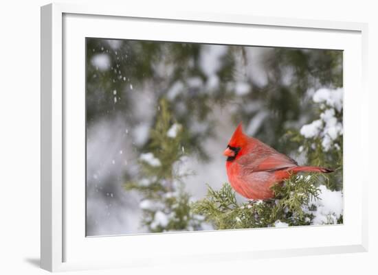 Northern Cardinal Male in Juniper Tree in Winter Marion, Illinois, Usa-Richard ans Susan Day-Framed Photographic Print