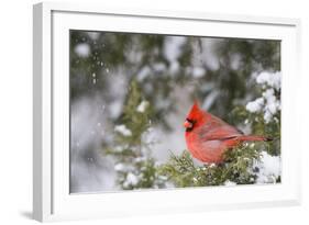 Northern Cardinal Male in Juniper Tree in Winter Marion, Illinois, Usa-Richard ans Susan Day-Framed Photographic Print