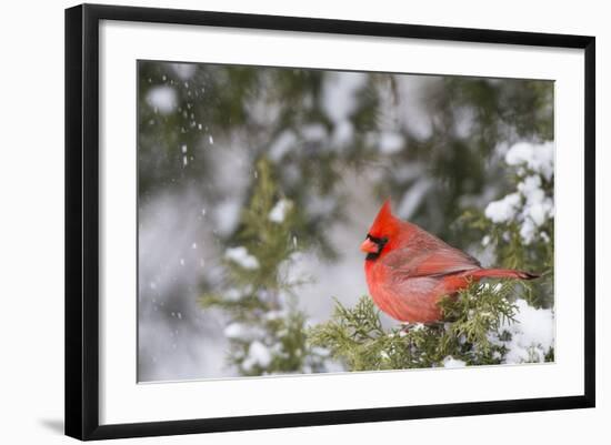 Northern Cardinal Male in Juniper Tree in Winter Marion, Illinois, Usa-Richard ans Susan Day-Framed Photographic Print