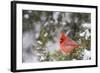 Northern Cardinal Male in Juniper Tree in Winter Marion, Illinois, Usa-Richard ans Susan Day-Framed Photographic Print