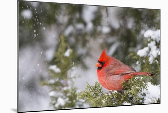 Northern Cardinal Male in Juniper Tree in Winter Marion, Illinois, Usa-Richard ans Susan Day-Mounted Photographic Print