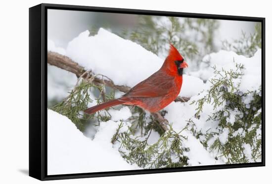 Northern Cardinal male in Juniper tree in winter Marion, Illinois, USA.-Richard & Susan Day-Framed Stretched Canvas