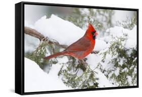 Northern Cardinal male in Juniper tree in winter Marion, Illinois, USA.-Richard & Susan Day-Framed Stretched Canvas