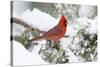 Northern Cardinal male in Juniper tree in winter Marion, Illinois, USA.-Richard & Susan Day-Stretched Canvas