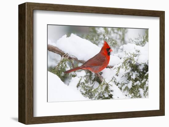 Northern Cardinal male in Juniper tree in winter Marion, Illinois, USA.-Richard & Susan Day-Framed Photographic Print