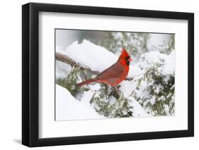 Northern Cardinal male in Juniper tree in winter Marion, Illinois, USA.-Richard & Susan Day-Framed Photographic Print