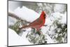 Northern Cardinal male in Juniper tree in winter Marion, Illinois, USA.-Richard & Susan Day-Mounted Photographic Print