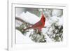 Northern Cardinal male in Juniper tree in winter Marion, Illinois, USA.-Richard & Susan Day-Framed Photographic Print