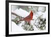 Northern Cardinal male in Juniper tree in winter Marion, Illinois, USA.-Richard & Susan Day-Framed Photographic Print