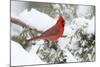 Northern Cardinal male in Juniper tree in winter Marion, Illinois, USA.-Richard & Susan Day-Mounted Photographic Print