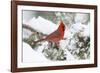 Northern Cardinal male in Juniper tree in winter Marion, Illinois, USA.-Richard & Susan Day-Framed Photographic Print