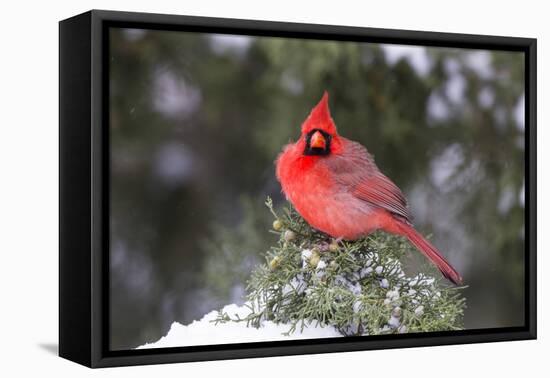 Northern Cardinal male in Juniper tree in winter Marion, Illinois, USA.-Richard & Susan Day-Framed Stretched Canvas