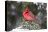 Northern Cardinal male in Juniper tree in winter Marion, Illinois, USA.-Richard & Susan Day-Stretched Canvas