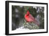 Northern Cardinal male in Juniper tree in winter Marion, Illinois, USA.-Richard & Susan Day-Framed Photographic Print