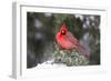 Northern Cardinal male in Juniper tree in winter Marion, Illinois, USA.-Richard & Susan Day-Framed Photographic Print