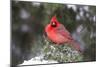 Northern Cardinal male in Juniper tree in winter Marion, Illinois, USA.-Richard & Susan Day-Mounted Photographic Print