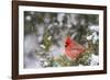 Northern Cardinal male in Juniper tree (Juniperus keteleeri) in winter Marion, Illinois, USA.-Richard & Susan Day-Framed Photographic Print