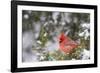 Northern Cardinal male in Juniper tree (Juniperus keteleeri) in winter Marion, Illinois, USA.-Richard & Susan Day-Framed Photographic Print