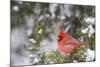 Northern Cardinal male in Juniper tree (Juniperus keteleeri) in winter Marion, Illinois, USA.-Richard & Susan Day-Mounted Photographic Print