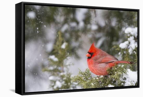 Northern Cardinal male in Juniper tree (Juniperus keteleeri) in winter Marion, Illinois, USA.-Richard & Susan Day-Framed Stretched Canvas