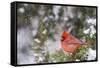 Northern Cardinal male in Juniper tree (Juniperus keteleeri) in winter Marion, Illinois, USA.-Richard & Susan Day-Framed Stretched Canvas