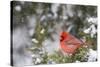 Northern Cardinal male in Juniper tree (Juniperus keteleeri) in winter Marion, Illinois, USA.-Richard & Susan Day-Stretched Canvas