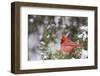 Northern Cardinal male in Juniper tree (Juniperus keteleeri) in winter Marion, Illinois, USA.-Richard & Susan Day-Framed Photographic Print