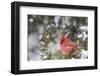 Northern Cardinal male in Juniper tree (Juniperus keteleeri) in winter Marion, Illinois, USA.-Richard & Susan Day-Framed Photographic Print