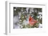 Northern Cardinal male in Juniper tree (Juniperus keteleeri) in winter Marion, Illinois, USA.-Richard & Susan Day-Framed Photographic Print