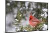 Northern Cardinal male in Juniper tree (Juniperus keteleeri) in winter Marion, Illinois, USA.-Richard & Susan Day-Mounted Photographic Print