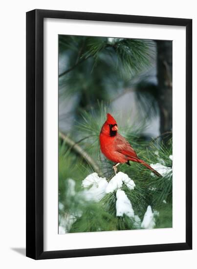 Northern Cardinal male in Pine tree in winter Marion County, Illinois-Richard & Susan Day-Framed Photographic Print