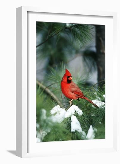 Northern Cardinal male in Pine tree in winter Marion County, Illinois-Richard & Susan Day-Framed Photographic Print