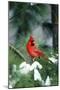 Northern Cardinal male in Pine tree in winter Marion County, Illinois-Richard & Susan Day-Mounted Photographic Print