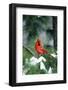 Northern Cardinal male in Pine tree in winter Marion County, Illinois-Richard & Susan Day-Framed Photographic Print